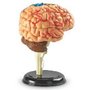 Macheta creierul uman - 2