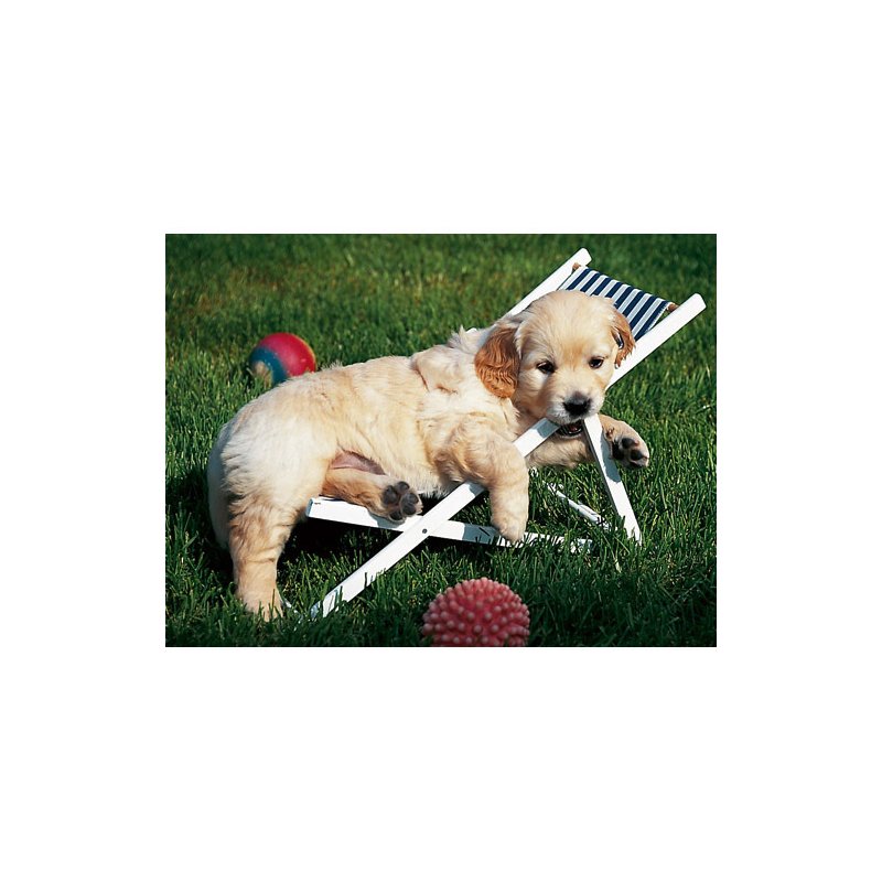 Ravensburger - puzzle golden retriever, 500 piese