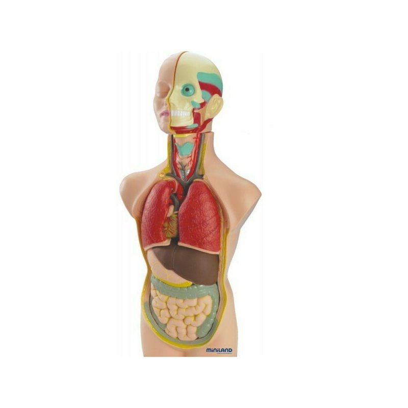 Miniland - set anatomia umana 50 cm