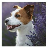 Diamond Painting-Model catel 30*30cm