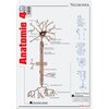 Pliant Anatomie 4- Neuronul