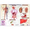 Plansa Anatomia Omulu 2