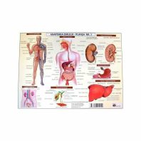 Plansa Anatomia Omulu 2