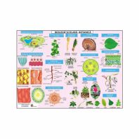 Plansa biologie scolara - Botanica