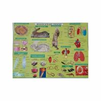 Plansa Biologie scolara - Zoologie