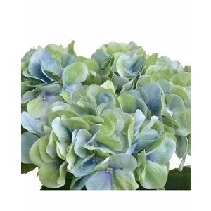 Hortensie artificiala, Plastic, Verde, Bouquet