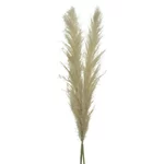 Iarba de Pampas uscata, Fibra naturala, Bej, Kaidi