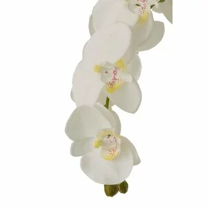 Ory Orhidee cu pamant, Plastic, Alb
