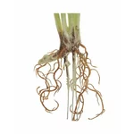 Planta artificiala cu radacini, Plastic, Verde, Cress
