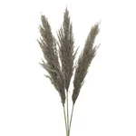 Set 3 plante uscate Pampas, Fibra naturala, Maro, Kaidi