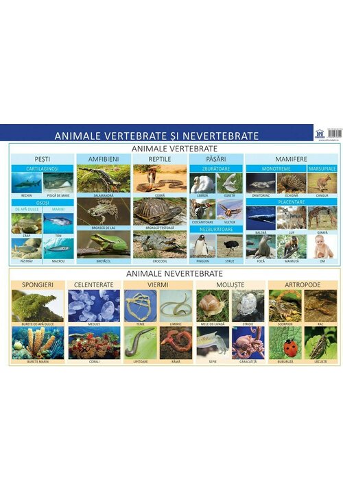 Plansa - animale vertebrate si nevertebrate