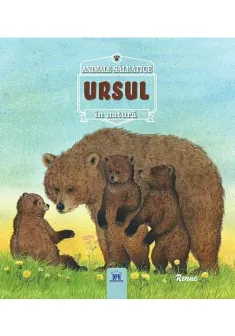 URSUL- Animale salbatice în natura