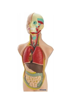 Set Anatomia Umana 50 cm 1
