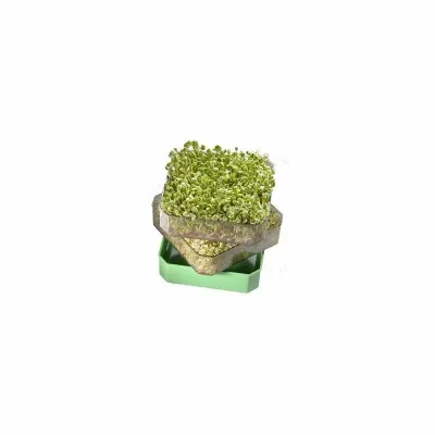 Germinator cu 2 tavite Germline