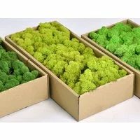 Licheni decorativi verde lime 500gr