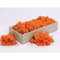 Licheni decorativi portocalii