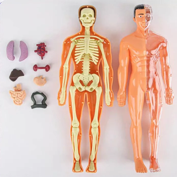 Corpul uman, model anatomic educativ 3D