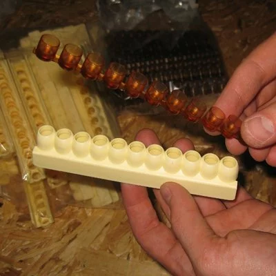 Bara cupule Nicot Original picture - 2