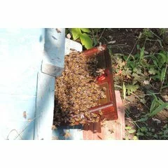 Colector venin albine BeeWhisper v.6.0 model 2020 picture - 7