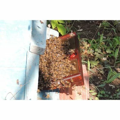 Colector venin albine BeeWhisper v.6.0 model 2020 picture - 7