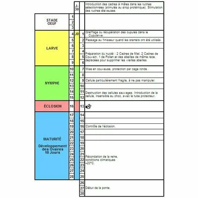 Cutia Nicot 20 matci - Training Video Gratuit picture - 3