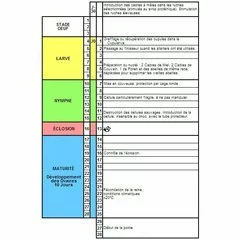 Cutia Nicot original neechipata - Training Video Gratuit picture - 6