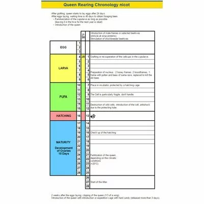 Cutia Nicot original neechipata - Training Video Gratuit picture - 7