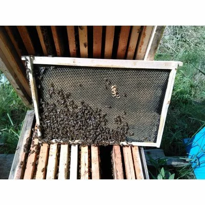 Faguri plastic 1/1 negri Stuparul.Ro picture - 4