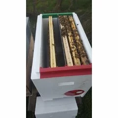 Nucleu polistiren 6 rame cuib P-HIVE picture - 8