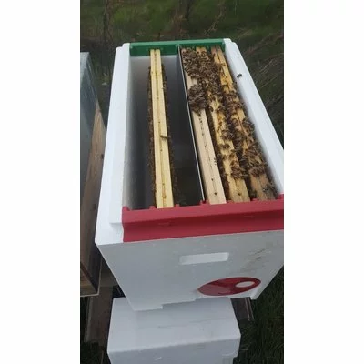 Nucleu polistiren 6 rame cuib P-HIVE picture - 8