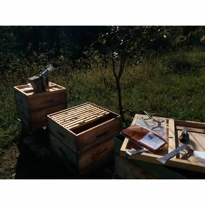 Podisor Proteic Boost cu HiveAlive 500g picture - 2