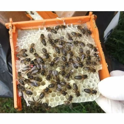 Rama plastic nucleu imperechere APIDEA picture - 7