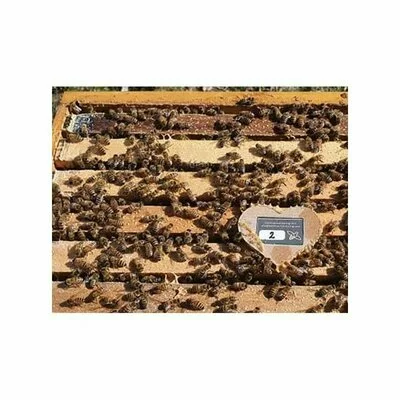 Senzor interior 