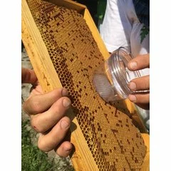 Tester Varroa 3 in 1 picture - 6